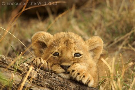 Lion - Reproduction, Life Cycle: Lions are polygamous and breed throughout the year. Cubs mature at three or four years of age, and as adults either join a pride or become nomads. Lions probably …